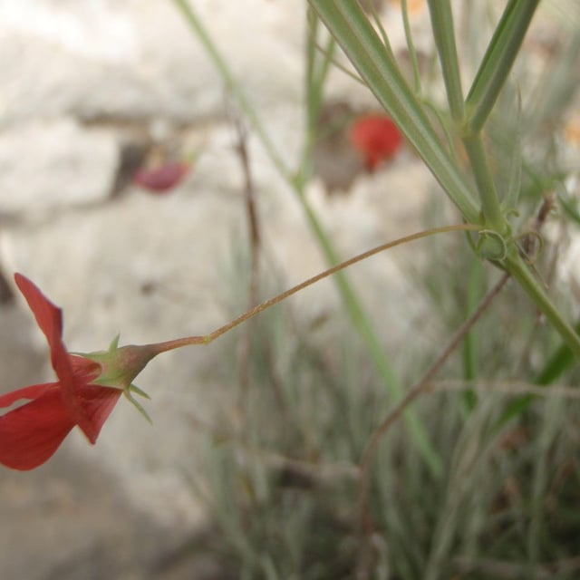 Lathyrus setifolius — flower