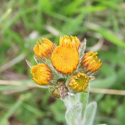 Tephroseris integrifolia — flower