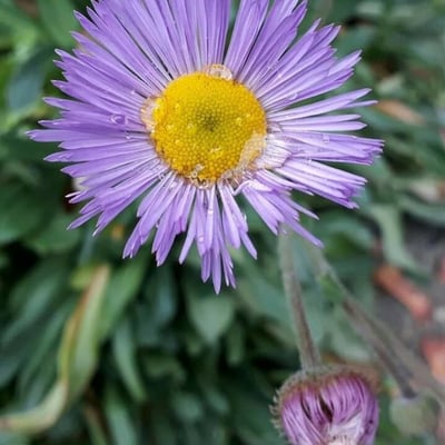 Erigeron speciosus — flower