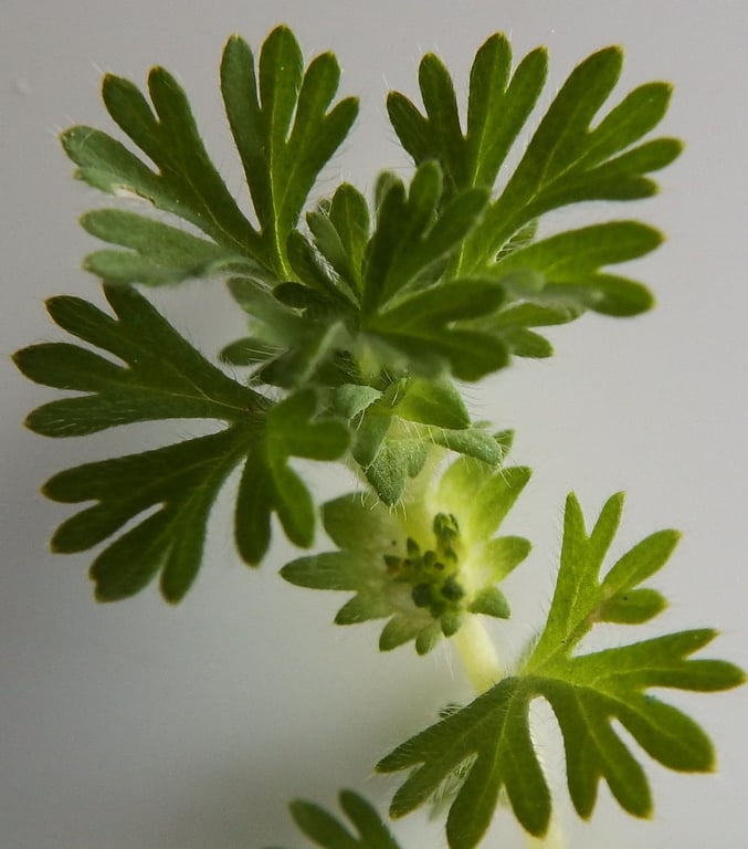 Field parsley piert