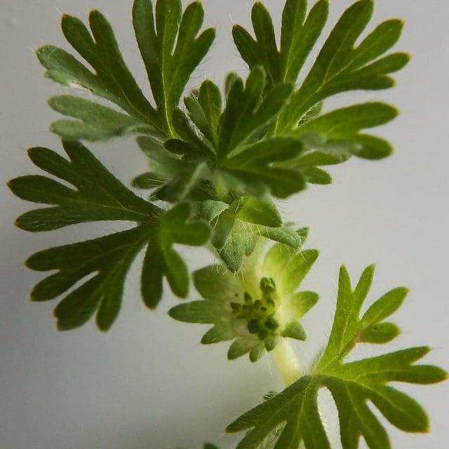 Aphanes arvensis — flower
