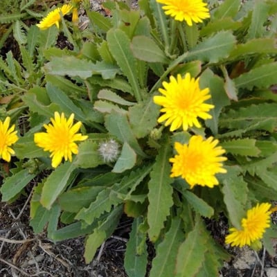 Leontodon incanus — flower