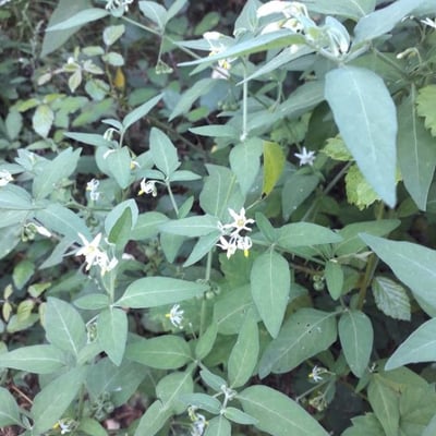Solanum chenopodioides — flower