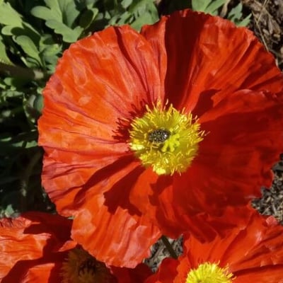 Papaver alpinum — flower