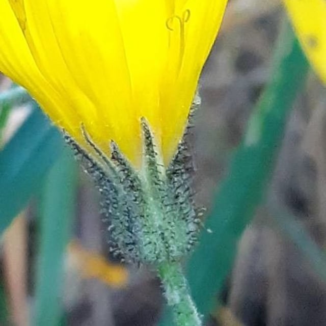 Hieracium prenanthoides — flower