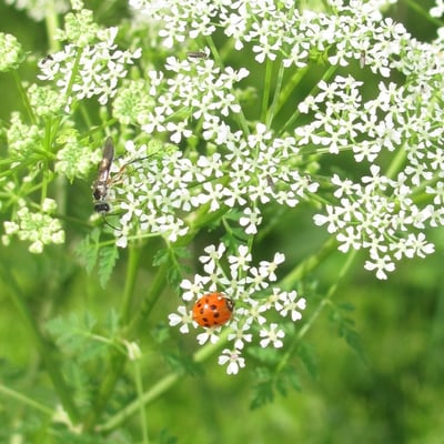 Conium maculatum — flower