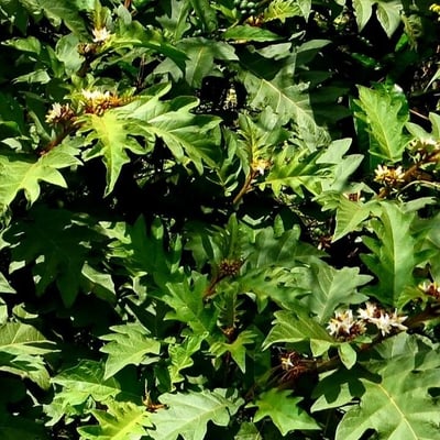 Solanum chrysotrichum — flower