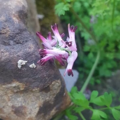 Fumaria muralis — flower