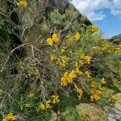 Cytisus striatus — flower