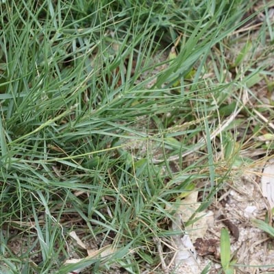 Sporobolus virginicus — habit