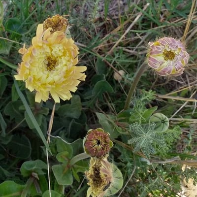 Urospermum dalechampii — flower