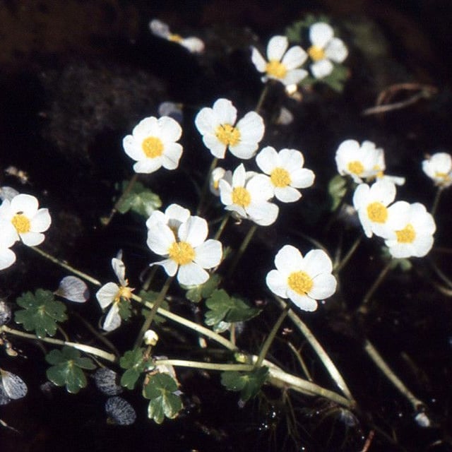 Ranunculus ololeucos — flower