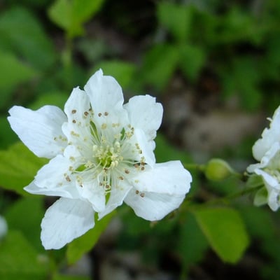 Rubus vulgaris — flower