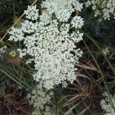 Ammi majus — flower