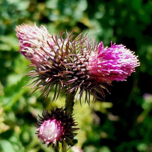 Carduus personata — flower