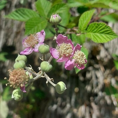 Rubus sanctus — flower