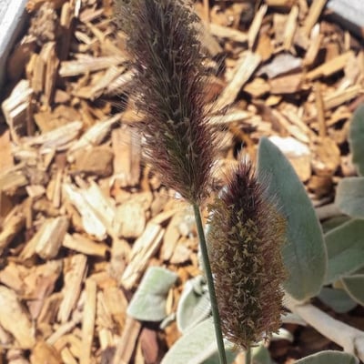 Lagurus ovatus — flower