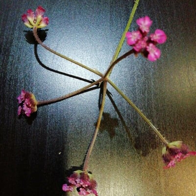 Turgenia latifolia — flower