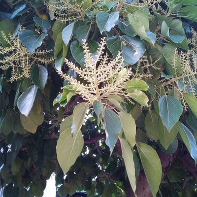 Persea americana — flower