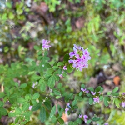 Lespedeza virginica — flower