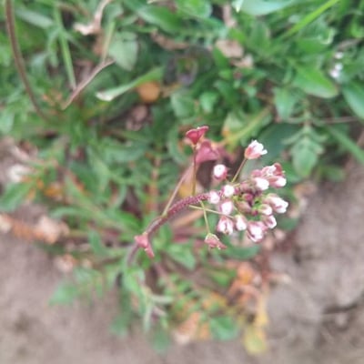 Capsella rubella — flower