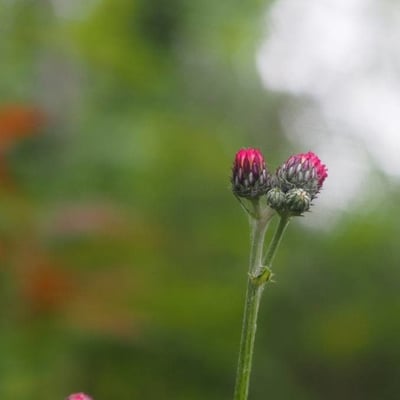 Cirsium tuberosum — flower