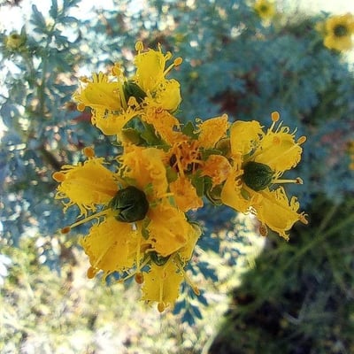 Ruta chalepensis — flower