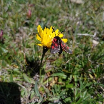 Hieracium piliferum — flower