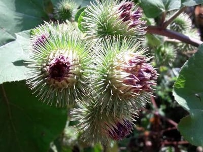 Wood burdock