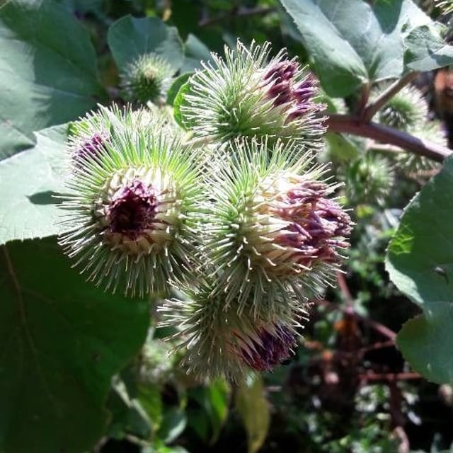 Wood burdock
