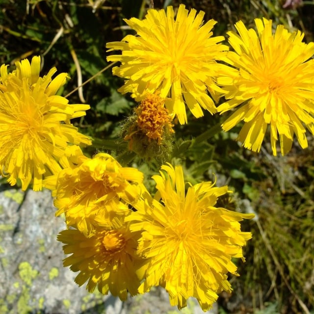 Crepis conyzifolia — flower