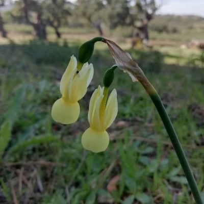 Narcissus triandrus — flower