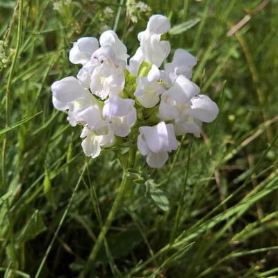 Prunella laciniata — flower