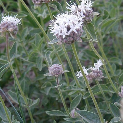 Monardella odoratissima — flower