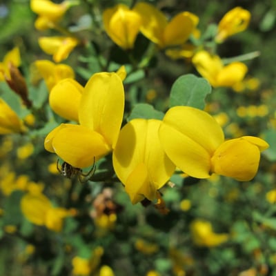 Calicotome spinosa — flower