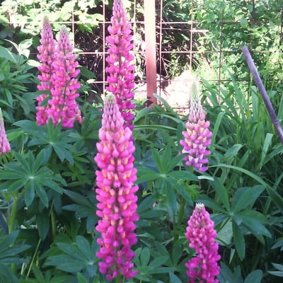 Lupinus polyphyllus — flower