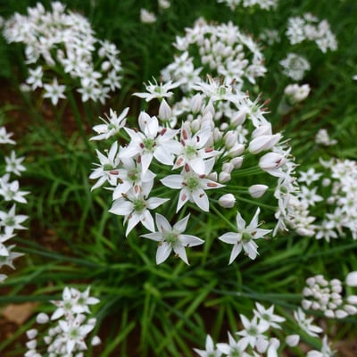 Allium sativum — flower