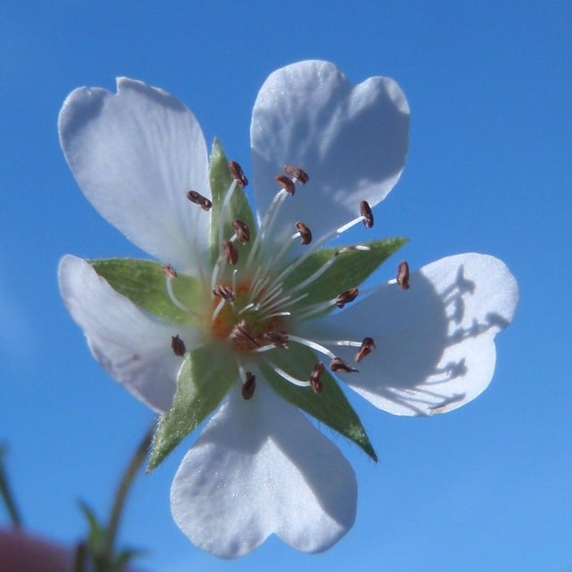 Potentilla montana — flower