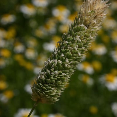 Phalaris minor — flower