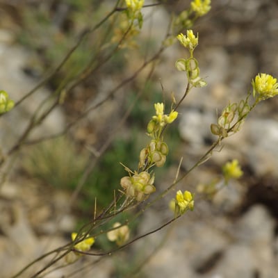 Biscutella valentina — flower