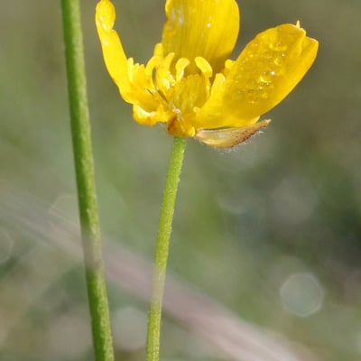 Ranunculus serpens — flower