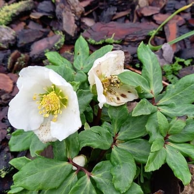 Helleborus niger — flower