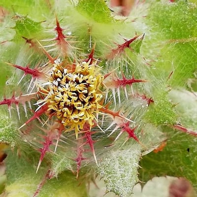 Centaurea benedicta — flower