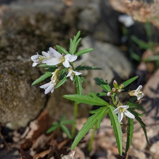 Cardamine concatenata — flower