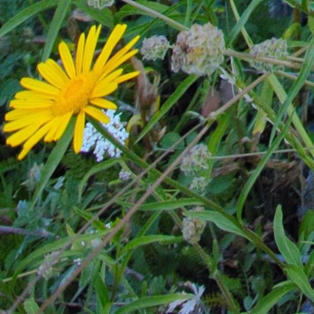 Buphthalmum salicifolium — flower