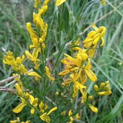 Genista tinctoria — flower