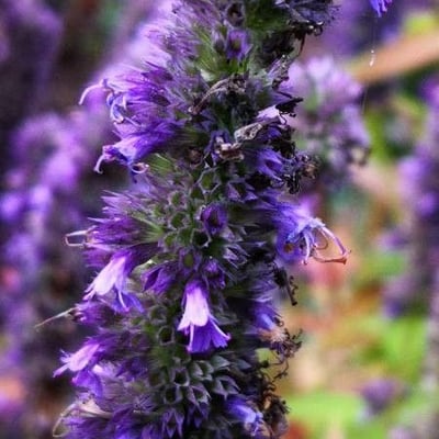 Agastache rugosa — flower