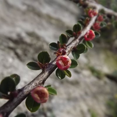 Cotoneaster horizontalis — flower