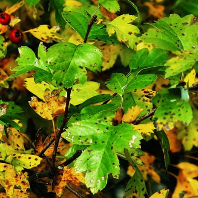 Crataegus pinnatifida — leaf