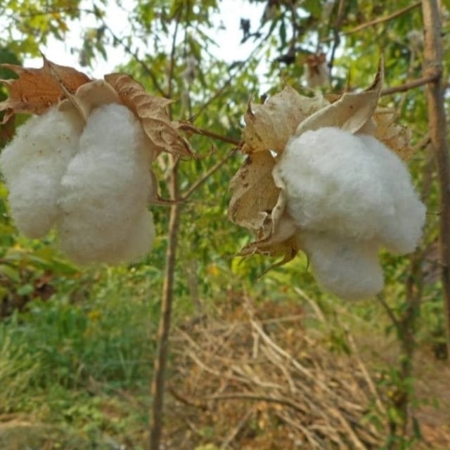 Gossypium arboreum — flower